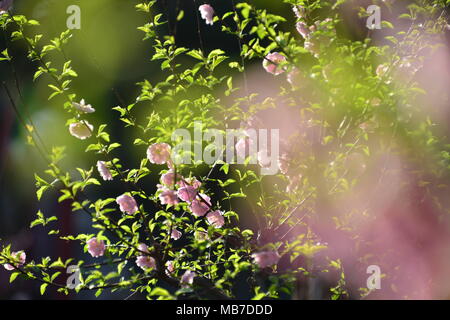 Peking, Peking, China. 7 Apr, 2018. Peking, China bis 7. April 2018: Blumen blühen in der Verbotenen Stadt in Peking. Credit: SIPA Asien/ZUMA Draht/Alamy leben Nachrichten Stockfoto