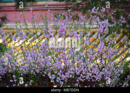 Peking, Peking, China. 7 Apr, 2018. Peking, China bis 7. April 2018: Blumen blühen in der Verbotenen Stadt in Peking. Credit: SIPA Asien/ZUMA Draht/Alamy leben Nachrichten Stockfoto