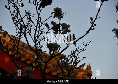 Peking, Peking, China. 7 Apr, 2018. Peking, China bis 7. April 2018: Blumen blühen in der Verbotenen Stadt in Peking. Credit: SIPA Asien/ZUMA Draht/Alamy leben Nachrichten Stockfoto