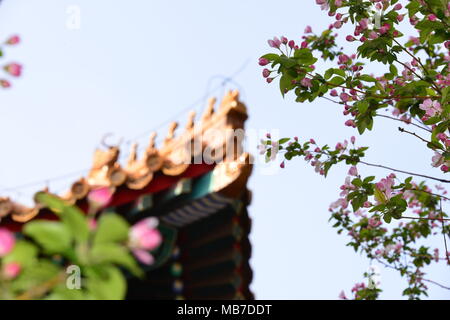 Peking, Peking, China. 7 Apr, 2018. Peking, China bis 7. April 2018: Blumen blühen in der Verbotenen Stadt in Peking. Credit: SIPA Asien/ZUMA Draht/Alamy leben Nachrichten Stockfoto