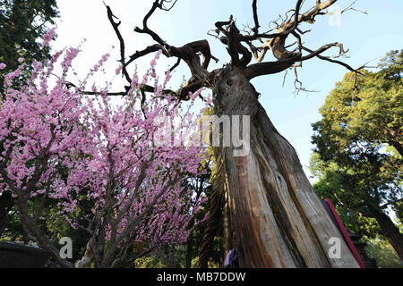 Peking, Peking, China. 7 Apr, 2018. Peking, China bis 7. April 2018: Blumen blühen in der Verbotenen Stadt in Peking. Credit: SIPA Asien/ZUMA Draht/Alamy leben Nachrichten Stockfoto