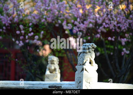 Peking, Peking, China. 7 Apr, 2018. Peking, China bis 7. April 2018: Blumen blühen in der Verbotenen Stadt in Peking. Credit: SIPA Asien/ZUMA Draht/Alamy leben Nachrichten Stockfoto