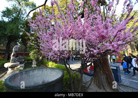 Peking, Peking, China. 7 Apr, 2018. Peking, China bis 7. April 2018: Blumen blühen in der Verbotenen Stadt in Peking. Credit: SIPA Asien/ZUMA Draht/Alamy leben Nachrichten Stockfoto
