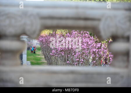 Peking, Peking, China. 7 Apr, 2018. Peking, China bis 7. April 2018: Blumen blühen in der Verbotenen Stadt in Peking. Credit: SIPA Asien/ZUMA Draht/Alamy leben Nachrichten Stockfoto