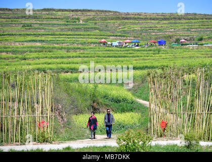 Xi'an der chinesischen Provinz Shaanxi. 7 Apr, 2018. Touristen gehen durch einen Cole Blumen Feld in der Stadt Xi'an, Provinz Shaanxi im Nordwesten Chinas, April 7, 2018. Credit: Shao Rui/Xinhua/Alamy leben Nachrichten Stockfoto