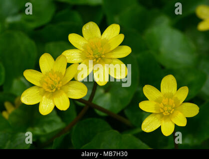 Aberystwyth, West Wales, UK. 8. April 2018. UK Wetter - 8 - April 2018 - Aberystwyth, Wales, UK-warmen Frühlingssonne hat eine Rekordernte von schöllkraut Blumen in diesem Feld in der Nähe von Aberystwyth, Wales, UK - John gilbey/Alamy Leben Nachrichten geöffnet Stockfoto