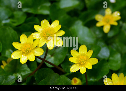 Aberystwyth, West Wales, UK. 8. April 2018. UK Wetter - 8 - April 2018 - Aberystwyth, Wales, UK-warmen Frühlingssonne hat eine Rekordernte von schöllkraut Blumen in diesem Feld in der Nähe von Aberystwyth, Wales, UK - John gilbey/Alamy Leben Nachrichten geöffnet Stockfoto