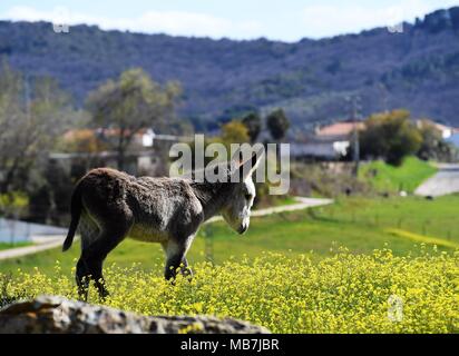 Cazalla de la Sierra, Spanien. 31 Mär, 2018. Ein eselchen steht unter den Blumen in Cazalla de la Sierra, Spanien, am 31. März 2018. Quelle: Guo Qiuda/Xinhua/Alamy leben Nachrichten Stockfoto