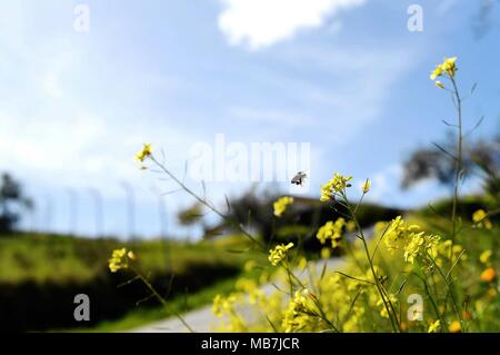 Cazalla de la Sierra, Spanien. 31 Mär, 2018. Eine Biene fliegt unter den Blumen in Cazalla de la Sierra, Spanien, am 31. März 2018. Quelle: Guo Qiuda/Xinhua/Alamy leben Nachrichten Stockfoto
