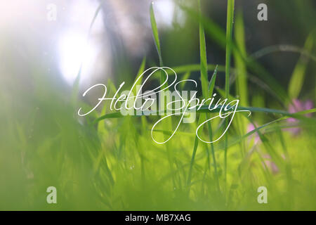Low Angle View Bild von frischem Gras. Freiheit und Erneuerung Konzept mit Feder text Stockfoto