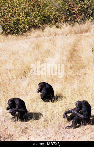 Südafrika, Mpumalanga, Jane Goodall Schimpansen Heiligtum - Pan troglodytes Stockfoto
