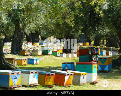 Schöne bunte Bienenstöcke in der Mitte eines Jahrhunderte alten mediterraner Olivenbäume Wald Stockfoto