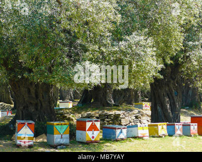 Schöne bunte Bienenstöcke in der Mitte eines Jahrhunderte alten mediterraner Olivenbäume Wald Stockfoto