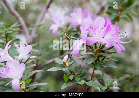 Blühende Azalee Blumen, mit zarten violetten Blüten. Stockfoto