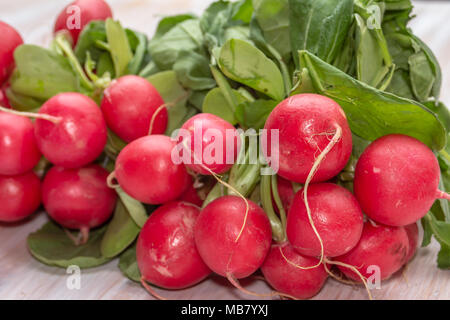 Links von frischen roten organische Radieschen, Raphanus raphanistrum Subspezies. sativus Stockfoto