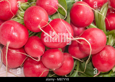 Links von frischen roten organische Radieschen, Raphanus raphanistrum Subspezies. sativus Stockfoto