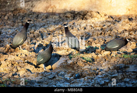 Südafrika, Kwazulu-Natal, Mkhuze Game Reserve, crested guineafowl-Guttera pucherani Stockfoto