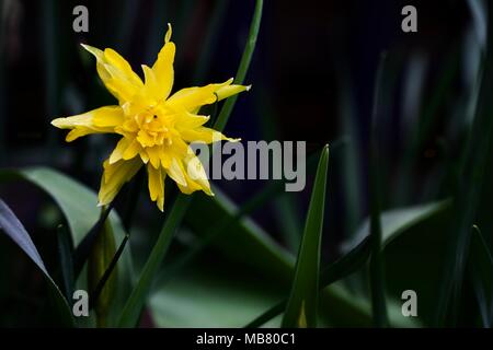 Narzisse 'Rip van Winkle' Daffodil Stockfoto