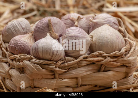 Organischen rohen Knoblauch Zwiebeln in einem Korb auf dem Stroh Hintergrund, Allium sativum Stockfoto