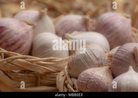 Organischen rohen Knoblauch Zwiebeln in einem Korb auf dem Stroh Hintergrund, Allium sativum Stockfoto