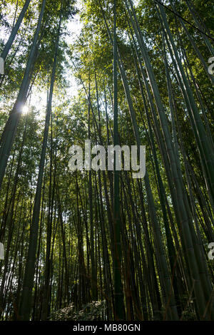 Bambus Wald am Arashhiyama Bezirk in Kyoto, Japan Stockfoto