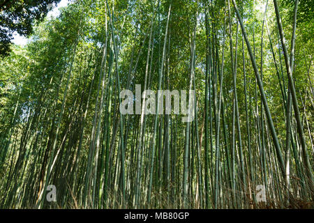 Bambus Wald am Arashhiyama Bezirk in Kyoto, Japan Stockfoto