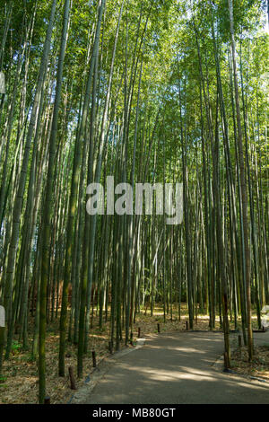 Bambus Wald am Arashhiyama Bezirk in Kyoto, Japan Stockfoto