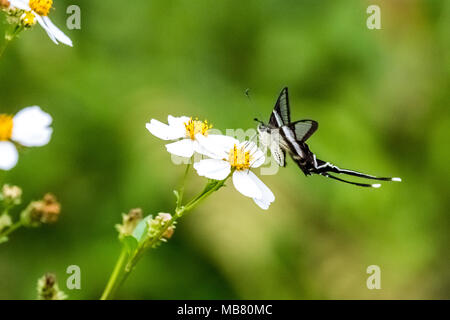 Weiß (Dragontail Lamproptera curius) trinken auf Anlage Stockfoto