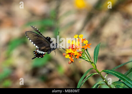 Common Mormon (Papilio polytes) trinken auf Anlage Stockfoto