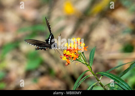 Common Mormon (Papilio polytes) trinken auf Anlage Stockfoto