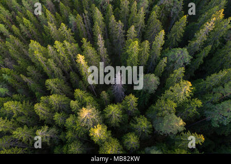 Luftbild des nördlichen borealen aka Taigawald Stockfoto