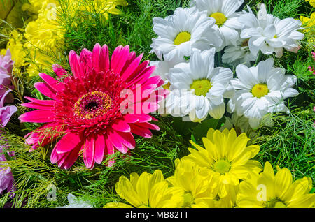 Einen schönen Blumenschmuck mit Gerbera, Gänseblümchen und falsche Sonnenblumen Stockfoto