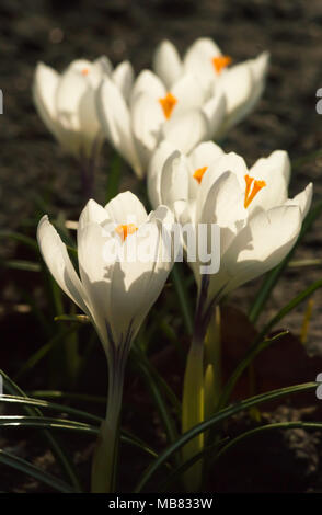 Weiße Krokusse wachsen auf dem Boden im frühen Frühling. Erste Frühling Blumen blühen im Garten. Frühlingswiese voller weiße Krokusse, Bündel Krokusse Stockfoto