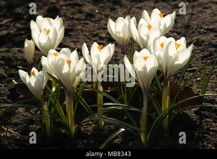 Weiße Krokusse wachsen auf dem Boden im frühen Frühling. Erste Frühling Blumen blühen im Garten. Frühlingswiese voller weiße Krokusse, Bündel Krokusse Stockfoto