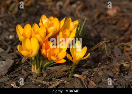 Eine helle gelbe Crocus Blume in der Frühlingssonne Stockfoto
