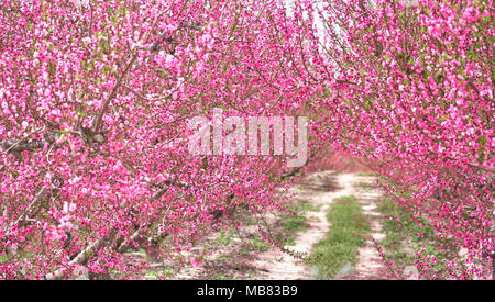 Obstgärten in voller Blüte. Blühende Obstbäume in Cieza in der Region Murcia. Spanien Stockfoto