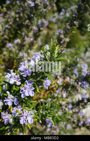 Nahaufnahme der Rosmarin (Rosmarinus officinalis), die in der Blütezeit Stockfoto