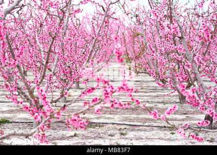 Obstgärten in voller Blüte. Blühende Obstbäume in Cieza in der Region Murcia. Spanien Stockfoto