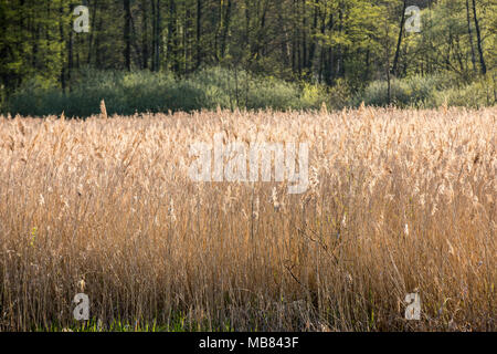 Samen und Stiele von Schilf Gras oder Schilf (Phragmites communis) Stockfoto