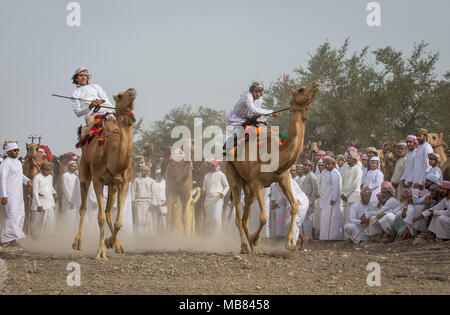 Khadal, Oman, April 7th, 2018: omani Männer racing Kamele in einer Landschaft von Oman Stockfoto