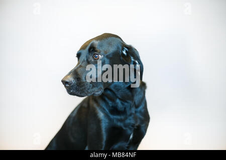 Schwarzer Labrador Portrait in einem Studio mit grauer Hintergrund Stockfoto