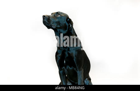 Schwarzer Labrador Portrait in einem Studio mit grauer Hintergrund Stockfoto