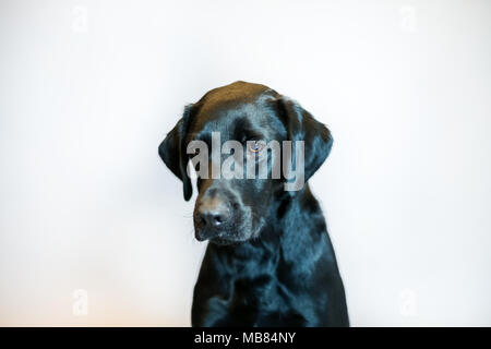 Schwarzer Labrador Portrait in einem Studio mit grauer Hintergrund Stockfoto