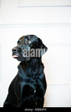 Schwarzer Labrador Portrait in einem Studio mit grauer Hintergrund Stockfoto