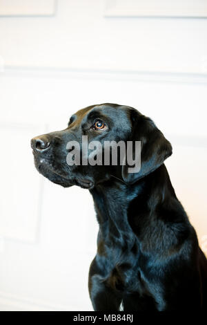 Schwarzer Labrador Portrait in einem Studio mit grauer Hintergrund Stockfoto