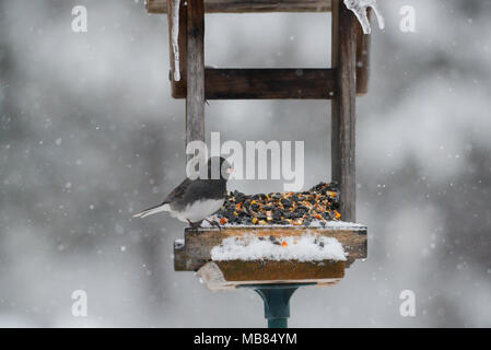 Dark eyed Junco sitzen auf Zubringer in Blizzard. Schnee und Eiszapfen im Hintergrund. Stockfoto