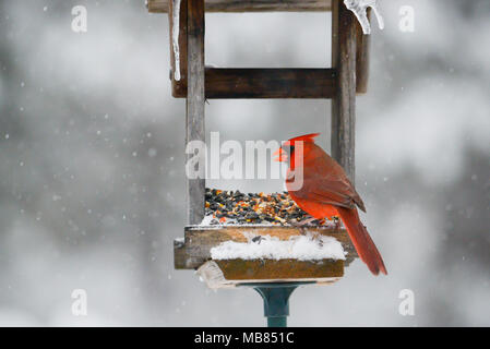 Männliche Kardinal sitzen auf Zubringer in Blizzard. Schnee und Eiszapfen im Hintergrund. Stockfoto