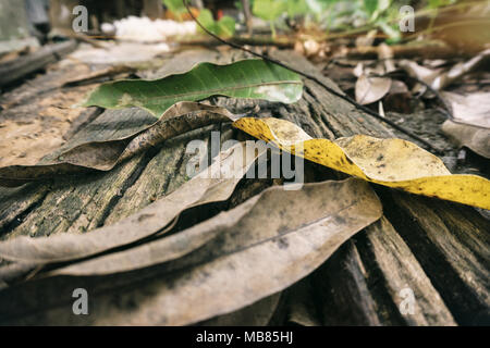 Trockene Blätter liegen oben auf Alte kaputte Holz board Stockfoto