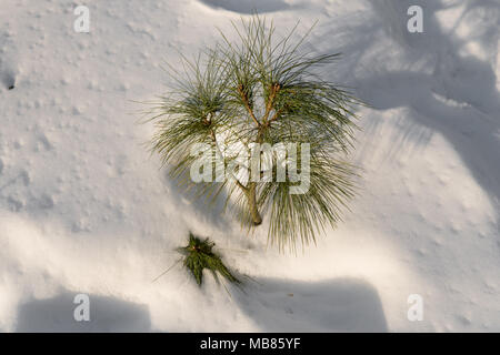 Kleine Tanne wächst aus Schnee im Winter Stockfoto