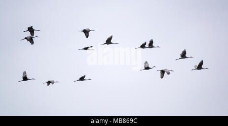 Kanadakraniche im Flug bei Crex wiesen Naturschutzgebiet in Wisconsin. Stockfoto